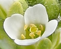 [photo of flowers]